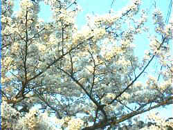 getsurei-04sakura.jpg (20629 �o�C�g)